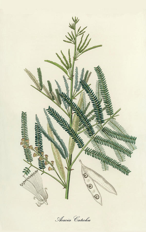 Nature Digital Art - Acacia Catechu - Cutchtree - Medical Botany - Vintage Botanical Illustration - Plants and Herbs  by Studio Grafiikka