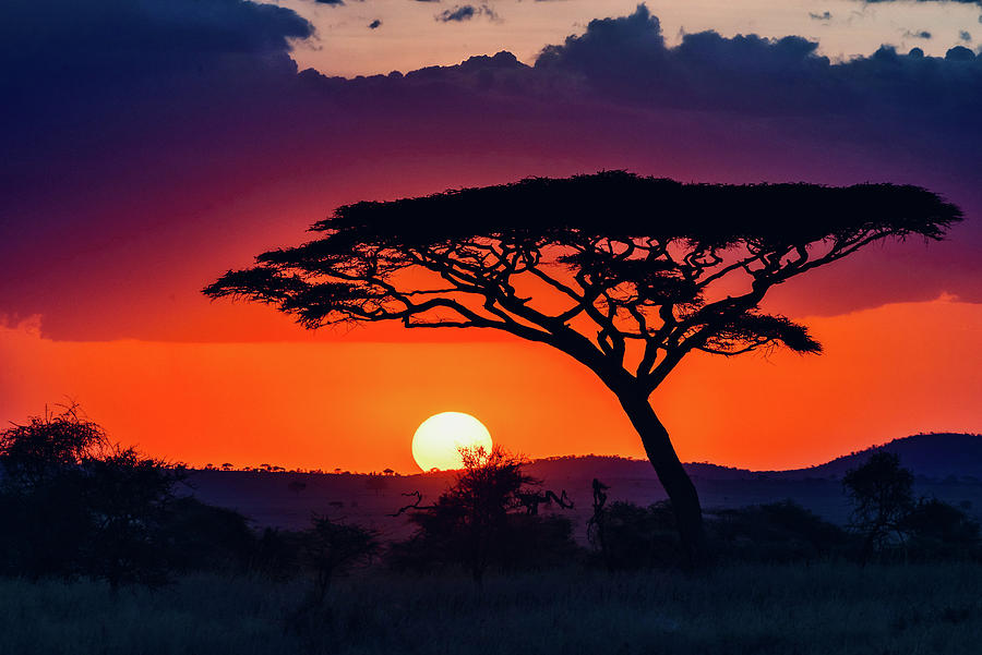 Acacia Tree African Sunset #1 Photograph by Six Directions Photography