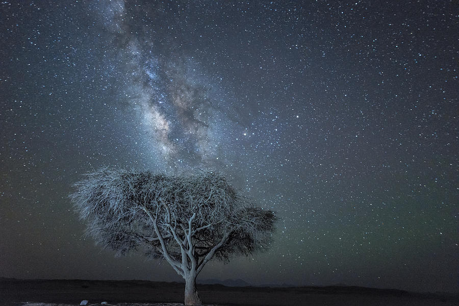 Acacia tree and Milky Way at night in the desert Photograph by Manfred Bortoli