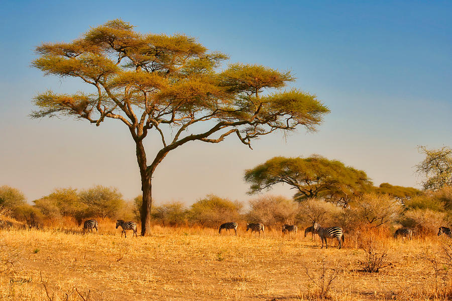 Acacia Tree and Zebras Photograph by Bruce Block