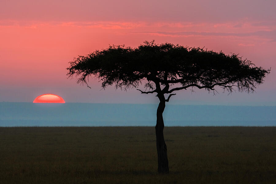 Acacia Tree at Sunrise Photograph by Daniel Fleming Acacia Tree at Sunrise Photograph by Daniel Fleming
