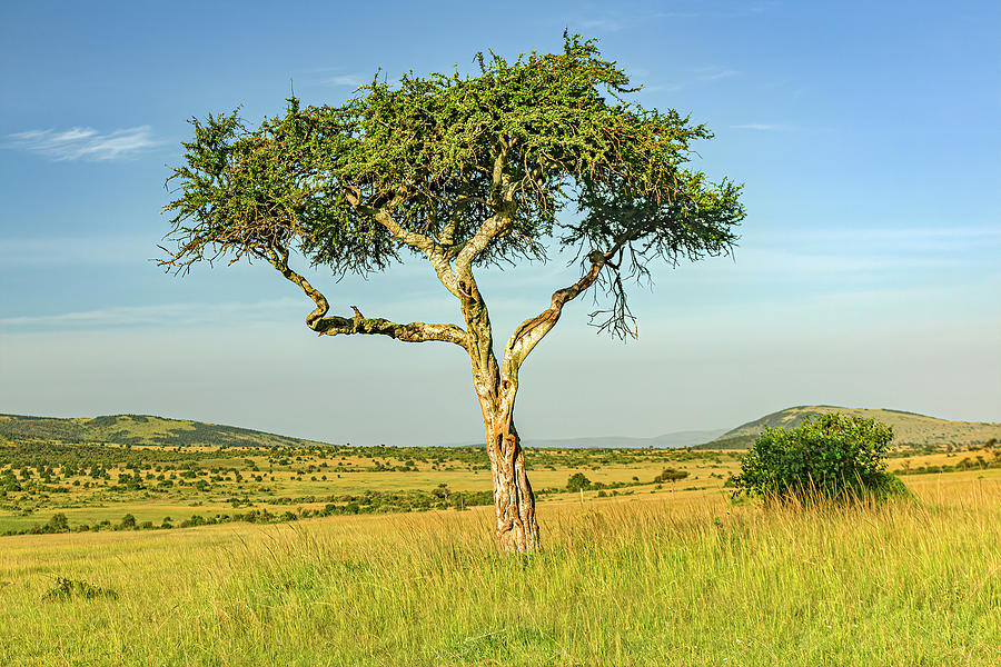 Acacia Tree In Masai Mara-004-C Photograph by David Allen Pierson - Pixels