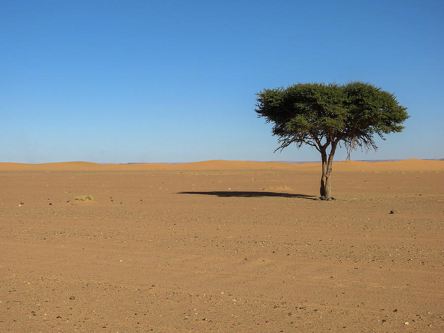 Sahara Desert Trees