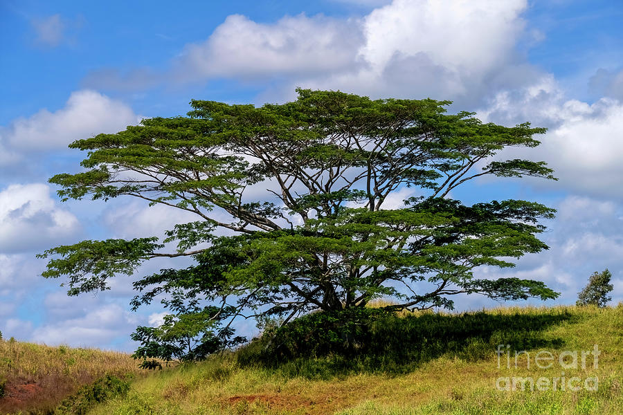 Tree Photograph - Acacia Tree by Michael Dawson