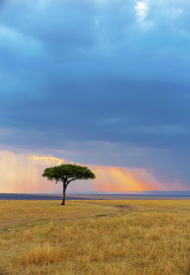 Acacia Tree with blue sky backdrop Photograph by Amit Rane