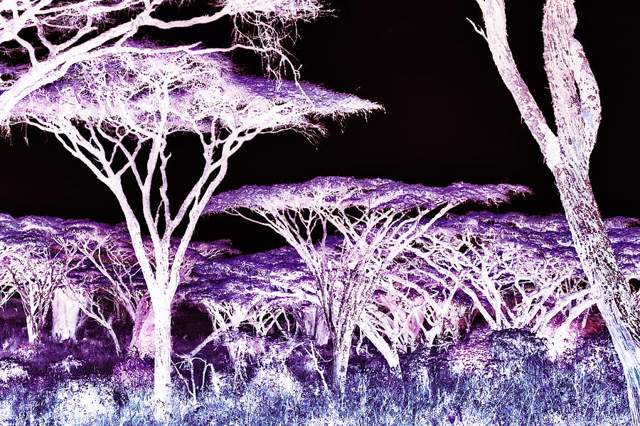 Acacia Trees Photograph by Bruce Block Acacia Trees Photograph by Bruce Block