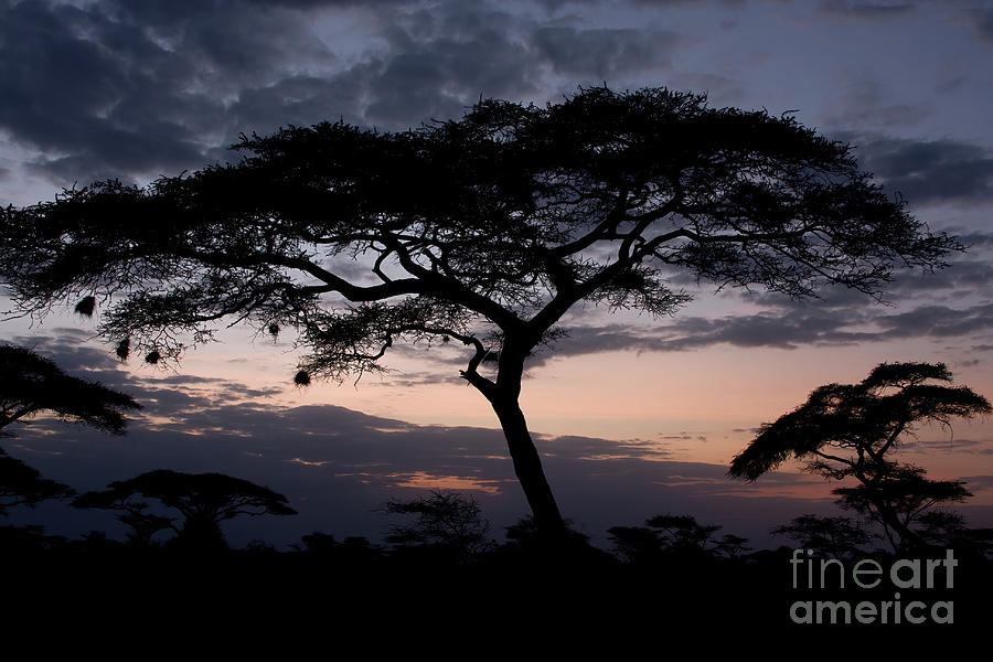 Acacia Trees Sunset Photograph by Chris Scroggins