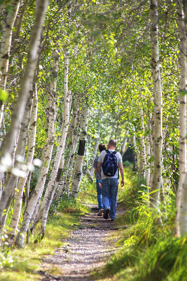 Acadia Birch Path Walk Photograph by White Mountain Images