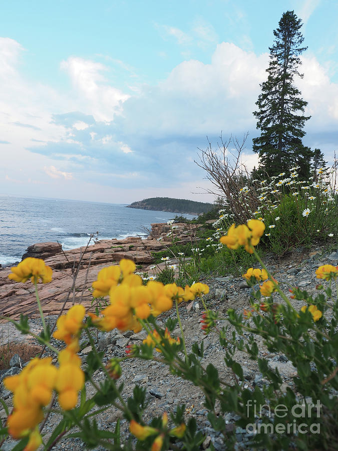 Acadia National Park Photograph by Adrienne Franklin