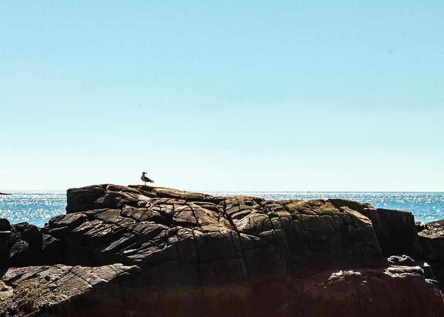 Acadia National Park Seagull Photograph by Amelia Pearn