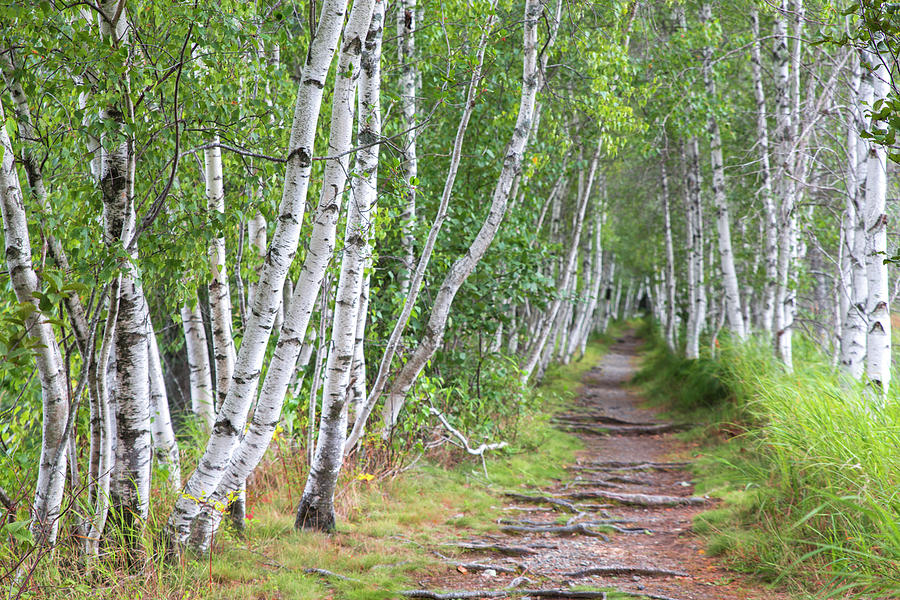 Acadia Summer Birch Path Photograph by White Mountain Images