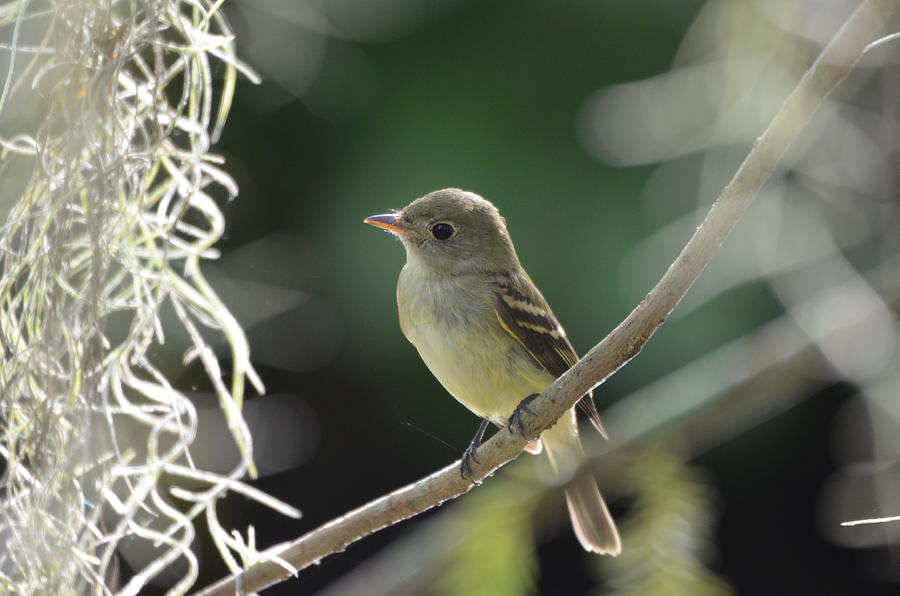 Acadian Flycatcher Photograph by Matthew Hainen