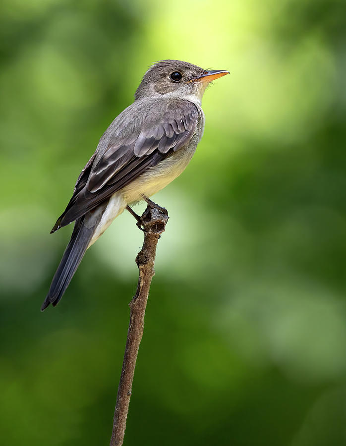 Eastern Wood-Pewee Perch Photograph by Art Cole - Fine Art America