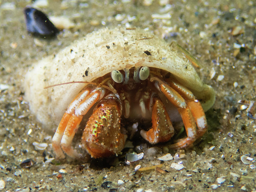 Acadian Hermit Crab Photograph by Brian Weber