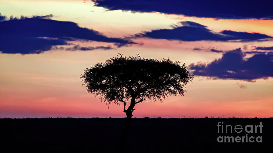 Acaicia tree silhouetted against the sunrise in the Masai Mara,  Photograph by Jane Rix