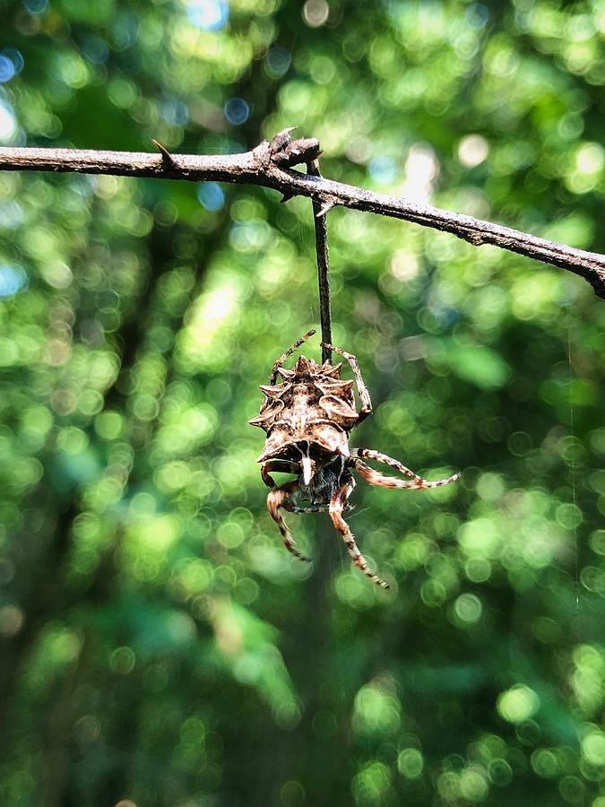 Acanthepeira Stellata - Starbellied Orbweaver Photograph By Jordyn ...