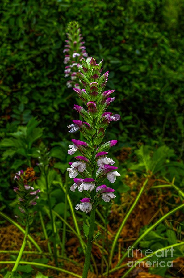 Acanthus Plant Photograph by Margaret Ryan - Fine Art America