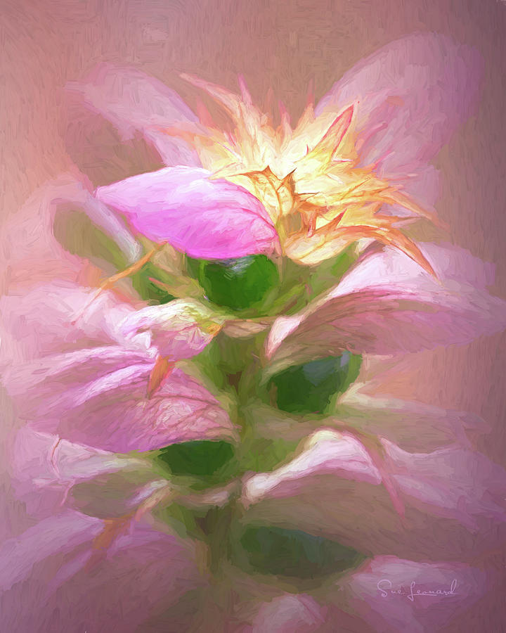 Acanthus plant with painterly look Photograph by Sue Leonard