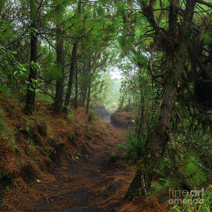 Acatenango Guatemala Hiking Trail Photograph by THP Creative