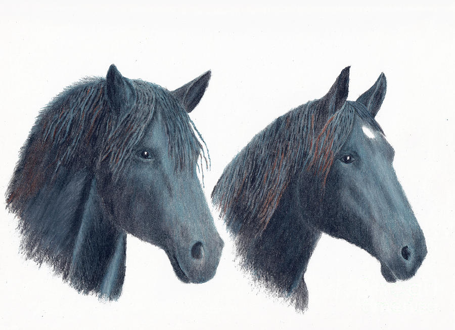 Ace and Max the Percheron Boys 2 Drawing by Conni Schaftenaar