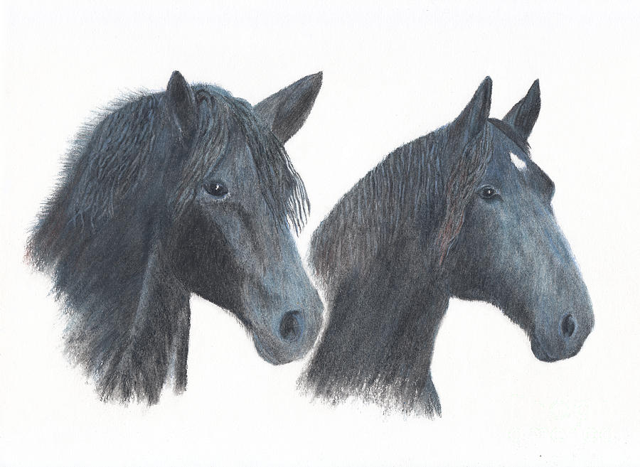 Ace and Max the Percheron Boys Drawing by Conni Schaftenaar