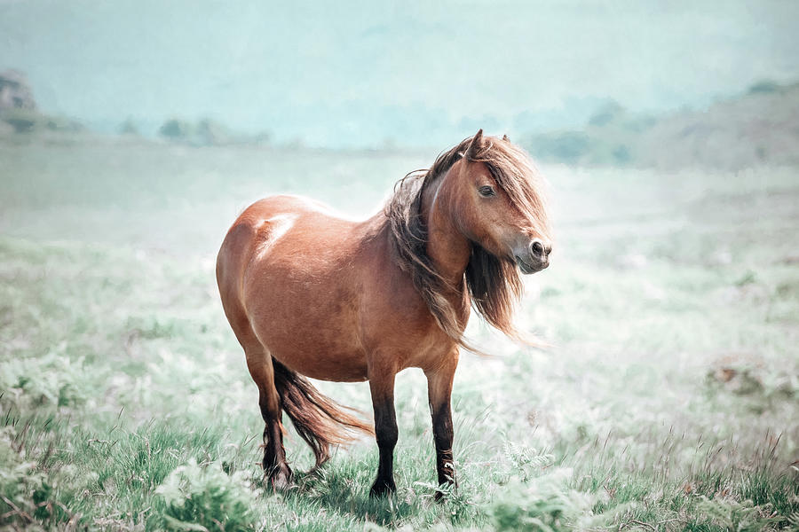 Ace - Horse Art Photograph by Lisa Saint