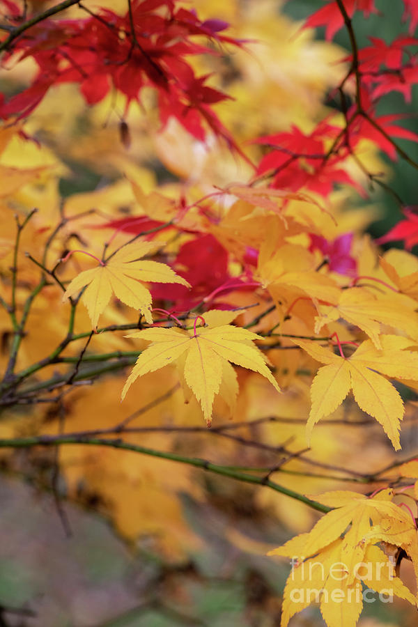 Acer Amoenum in Autumn Photograph by Tim Gainey