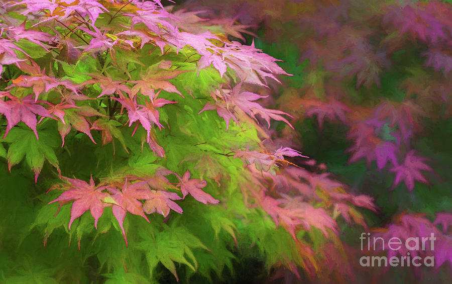 Acer Leaves, Green and Pink Photograph by Philip Preston