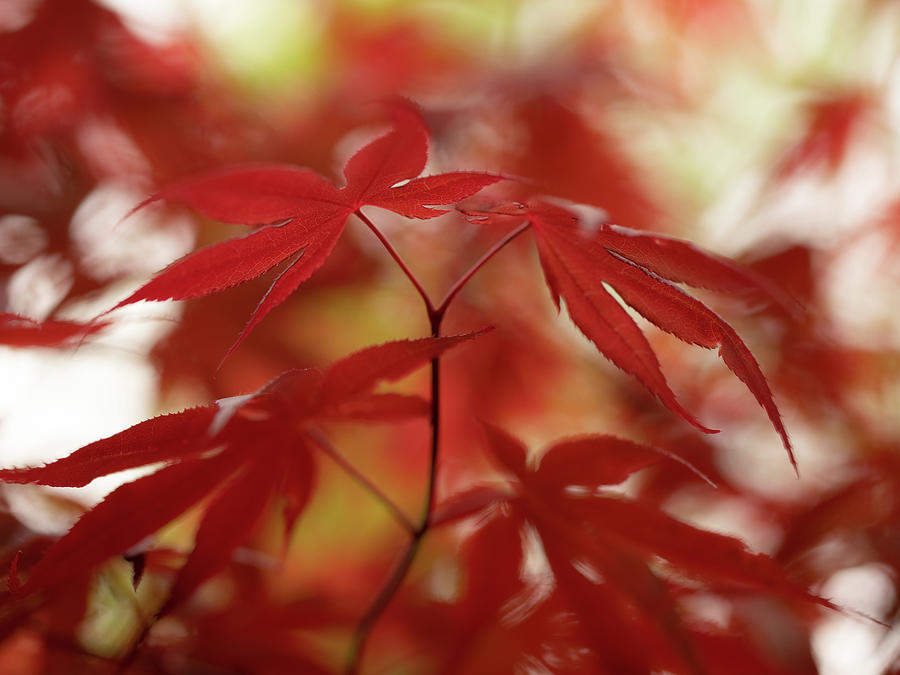 Acer leaves  Photograph by Average Images
