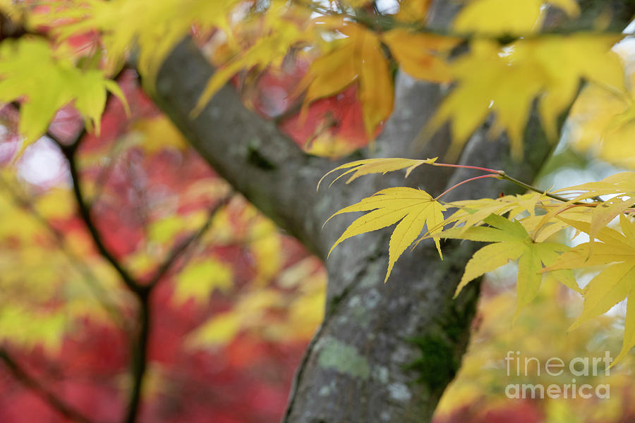 Acer Palmatum Amoenum Tree Leaves in Autumn Photograph by Tim Gainey