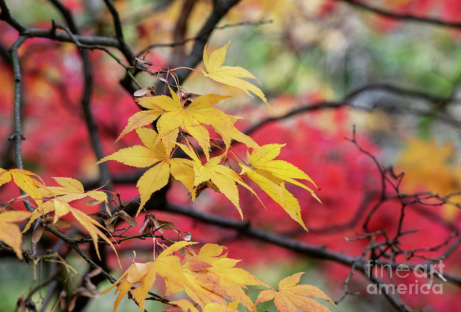 Fall Photograph - Acer Palmatum Amoenum Tree Leaves in the Fall by Tim Gainey