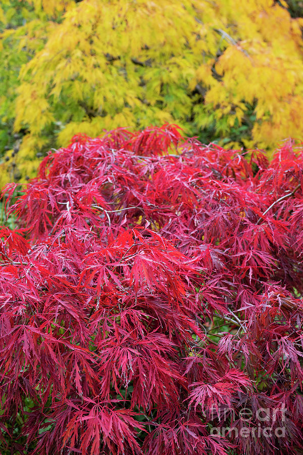 Acer Palmatum Crimson Queen Autumn Foliage  Photograph by Tim Gainey
