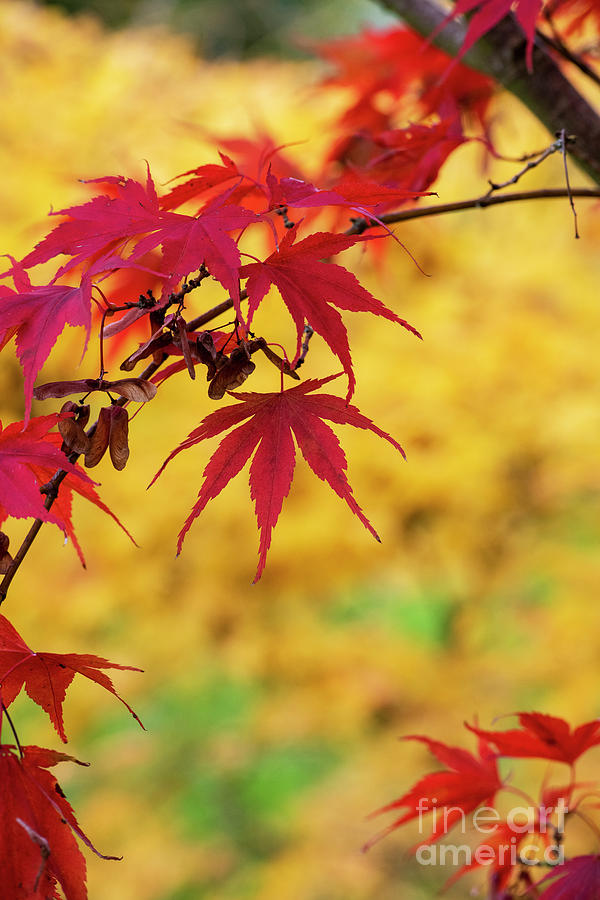 Acer Palmatum Momiji Gawa in Autumn  Photograph by Tim Gainey
