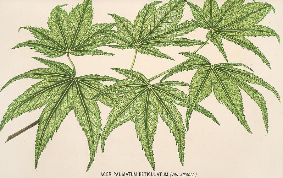 Acer palmatum reticulatum Painting by Charles Antoine Lemaire French ...