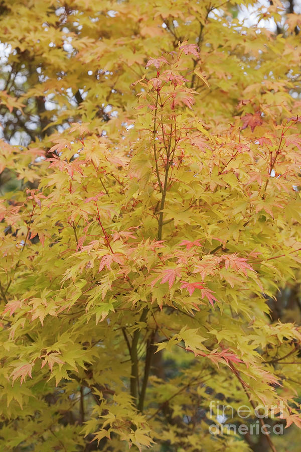 Acer palmatum Sango-kaku Photograph by Clare Gainey | Fine Art America