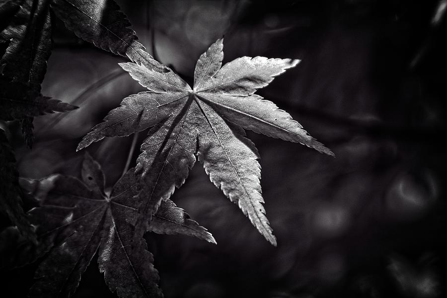 Acer Palmatum Photograph By Steve Raley Pixels   Acer Palmatum Steve Raley 