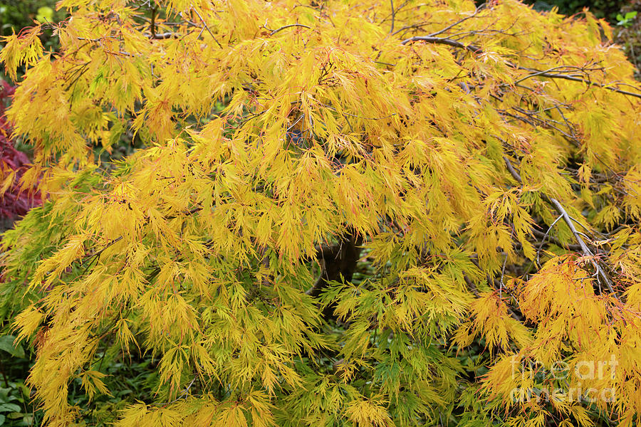 Acer Palmatum Yellow Foliage in Autumn Photograph by Tim Gainey - Fine ...