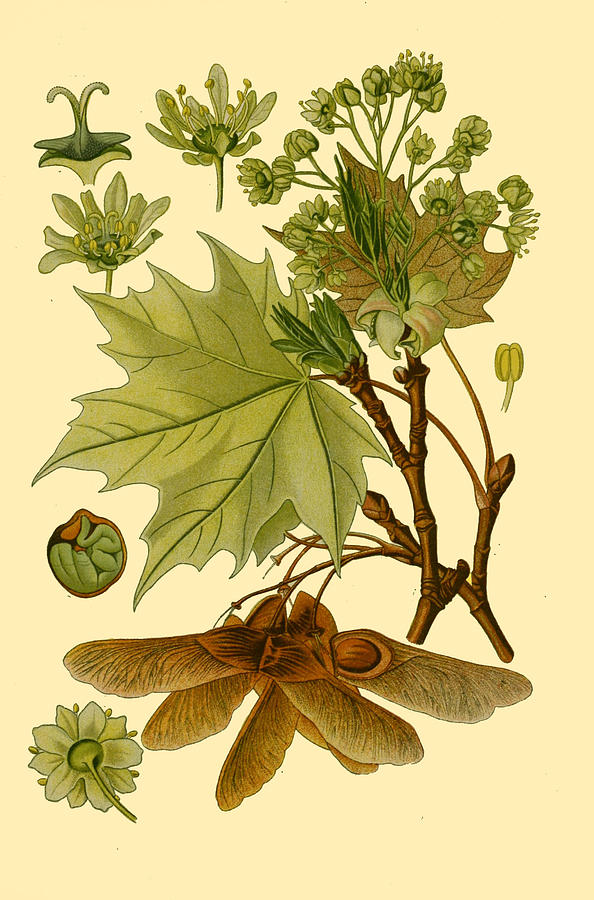 Acer platanoides Drawing by Otto Wilhelm Thome