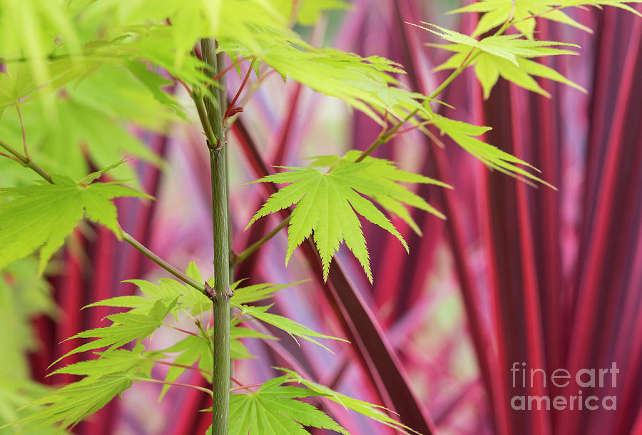 Acer Shirasawanum Jordon Foliage Photograph by Tim Gainey