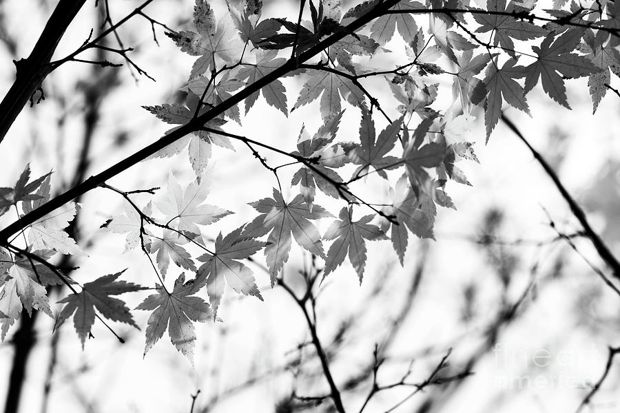 Acer Tataricum Aidzuense Monochrome Photograph by Tim Gainey