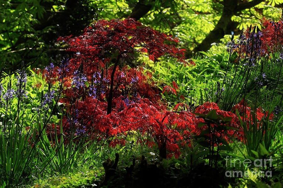 Acer Tree in Spring Photograph by Terri Waters