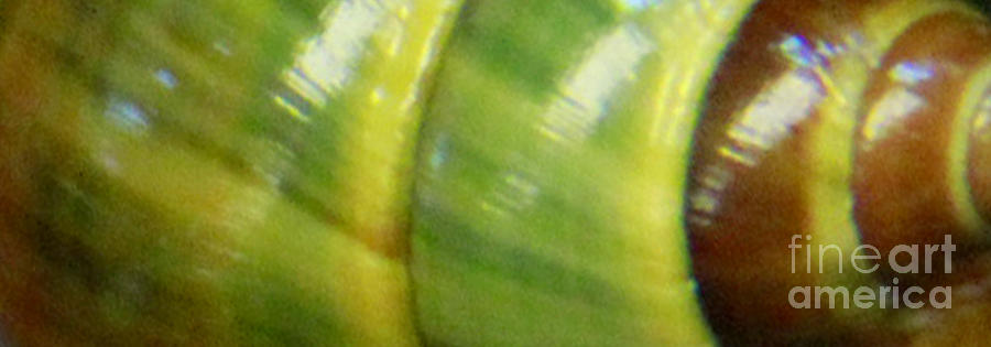 Achatinela lila 1 Photograph by Jennifer Bright Burr