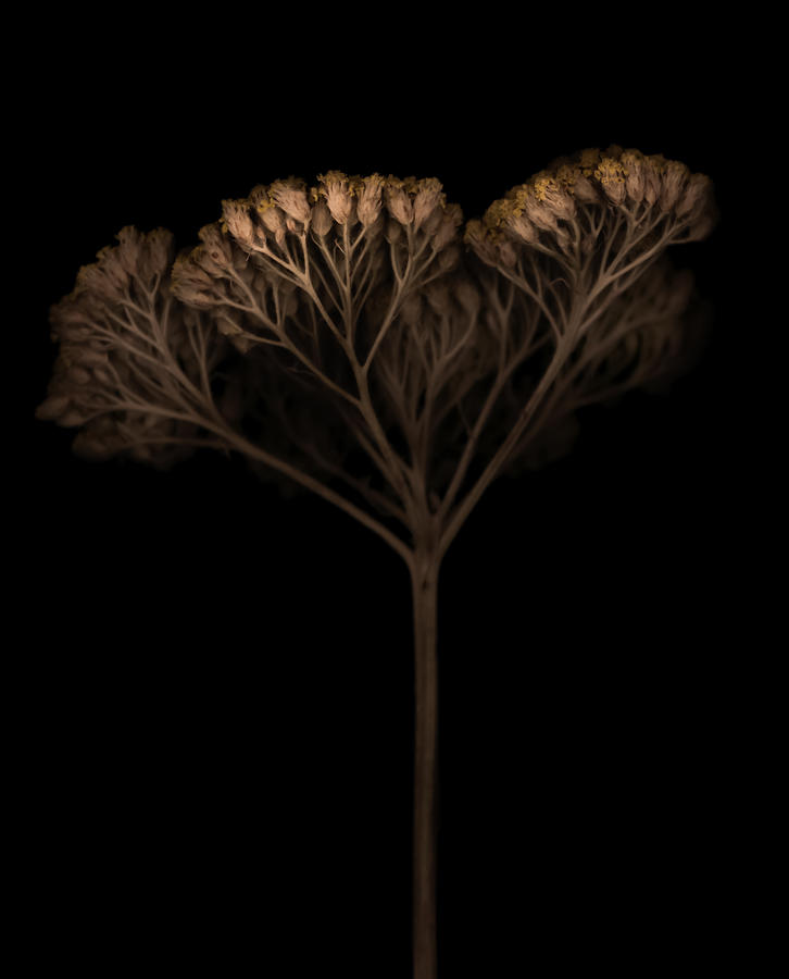 Flower Photograph - Achilea Filipendulina by Francisco Martinez Clavel