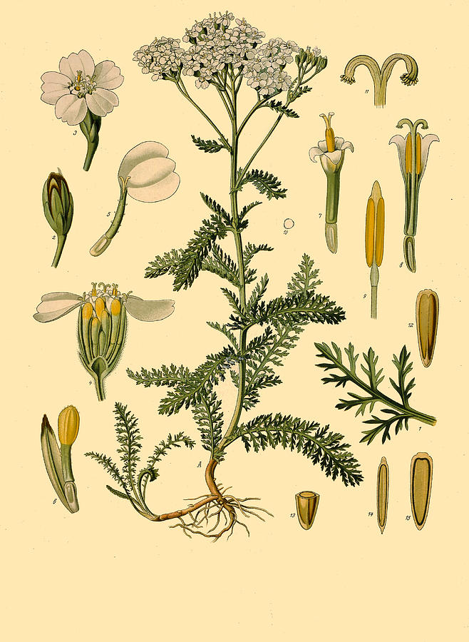 Achillea millefolium Drawing by Walther Otto Mueller
