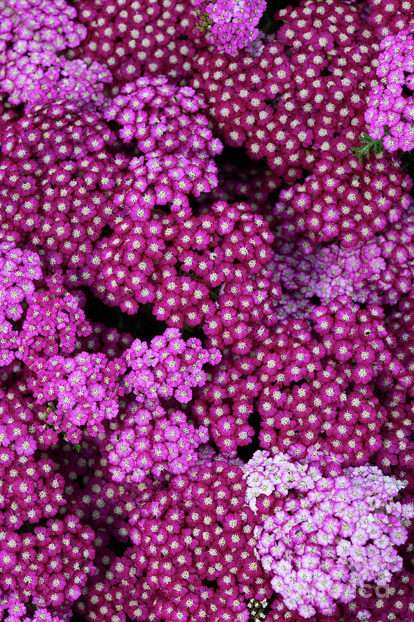 Achillea New Vintage Violet Flowers Photograph by Tim Gainey