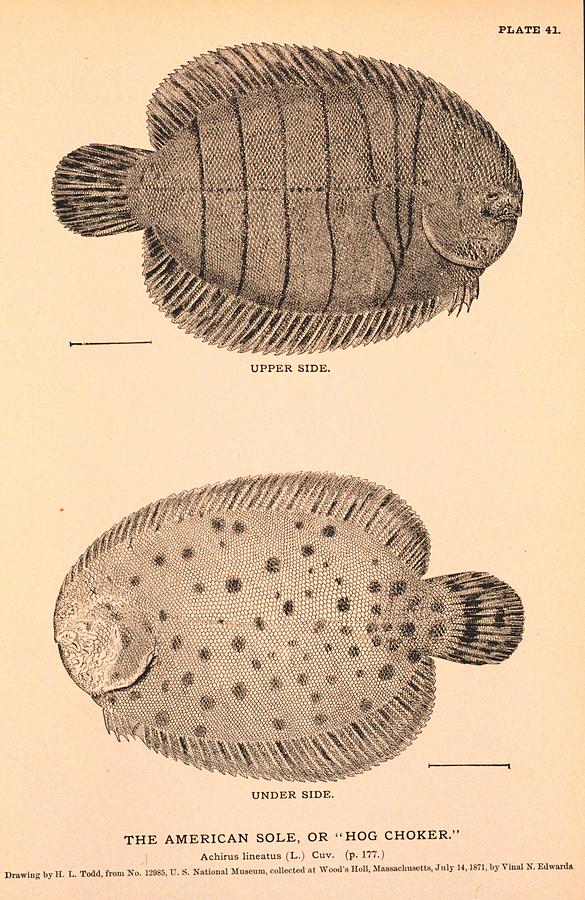 Achirus lineatus engraving Painting by Achirus Fine Art America