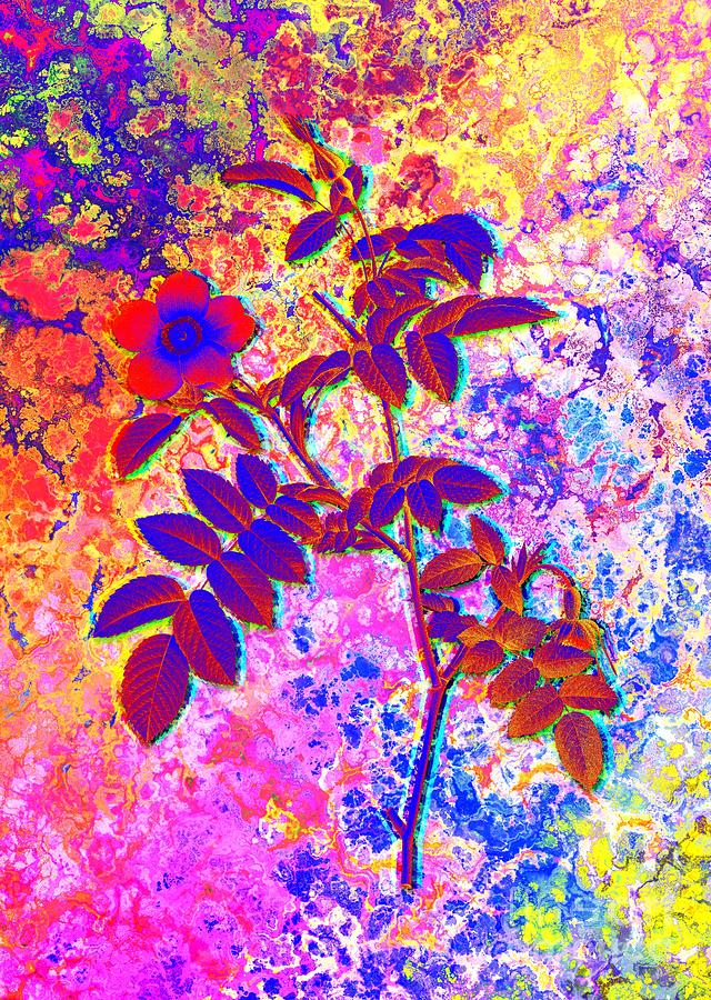 Acid Neon Pink Alpine Rose Botanical Art N.0709 Painting