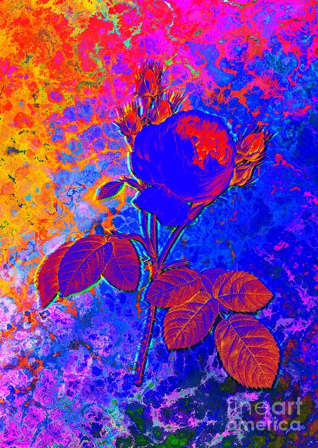 Acid Neon Pink Cabbage Rose Botanical Art N.0531 Painting
