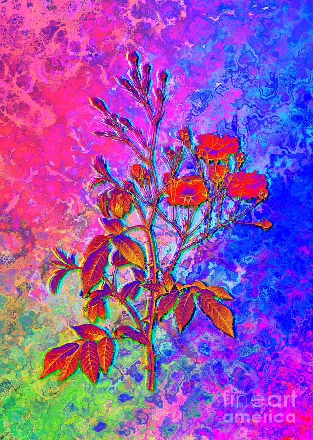 Acid Neon Pink Noisette Roses Botanical Art N.0391 Painting