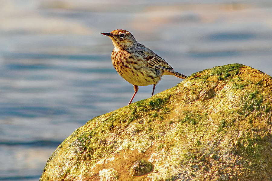 Aclose up of a little bird on a seaside mossy rock Photograph
